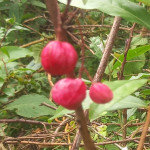 Unique and Surviving